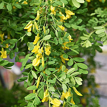 Карагана древовидная (Caragana arborescens), Р9
