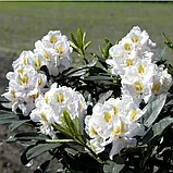 Рододендрон Мадам Массон, фото 3