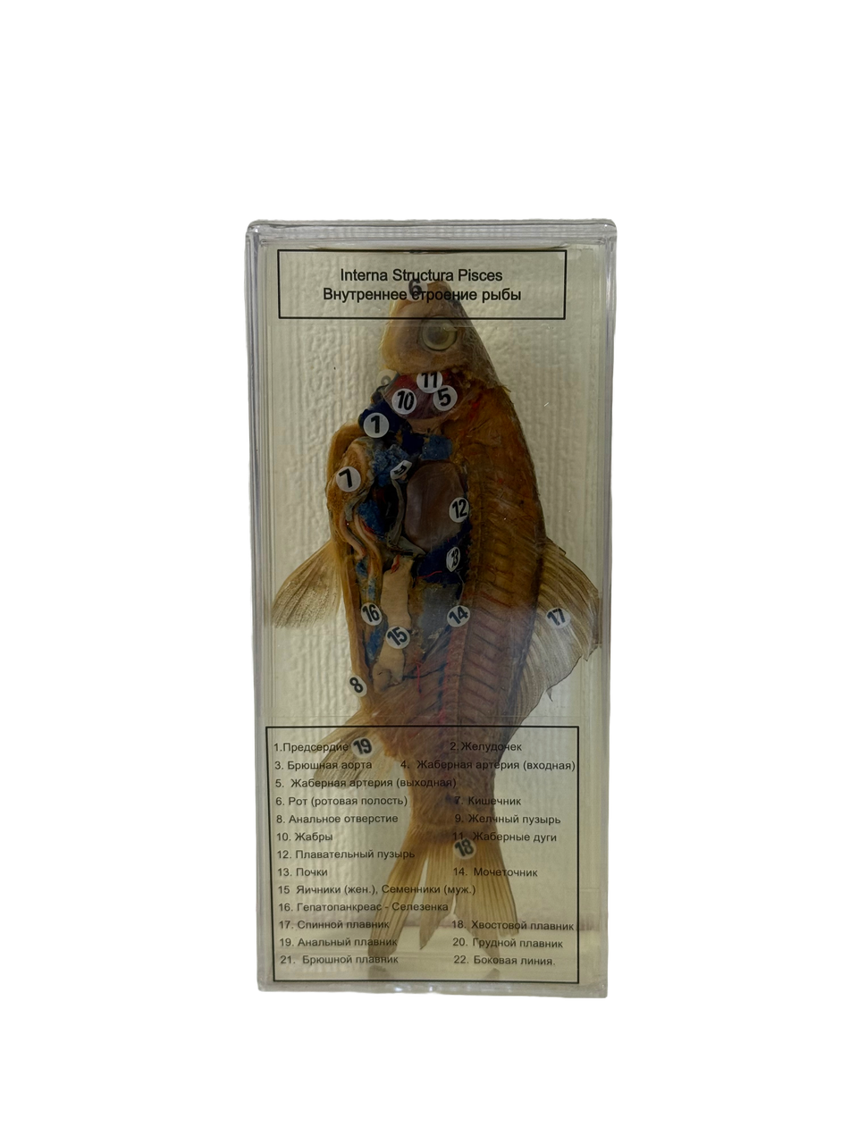 Внутреннее строение рыбы