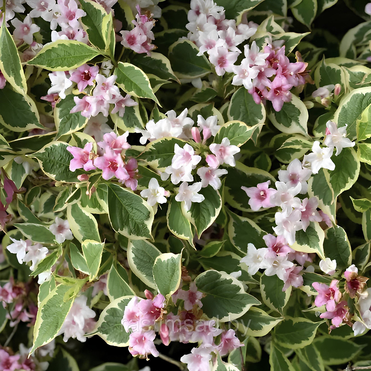 Вейгела цветущая Nana Variegata (С2)