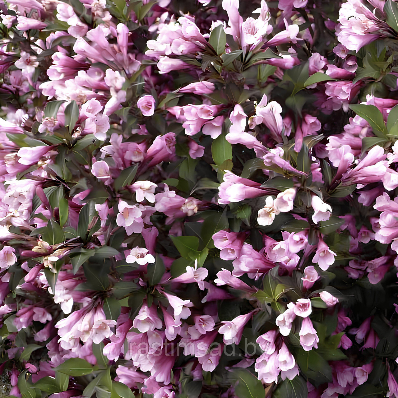 Вейгела цветущая Nana Purpurea (C2)