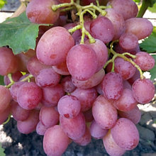 Виноград "Амирхан" (Аmirhan), Р9