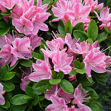 Азалия японская "Кермесина Роуз" (Kermesina Rose), С5