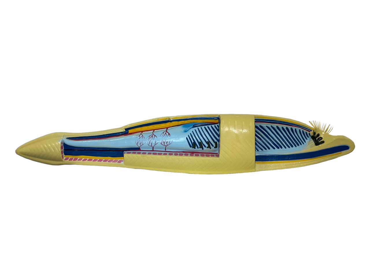 Ланцетник