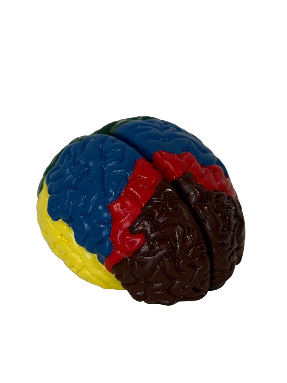 Мозг человека