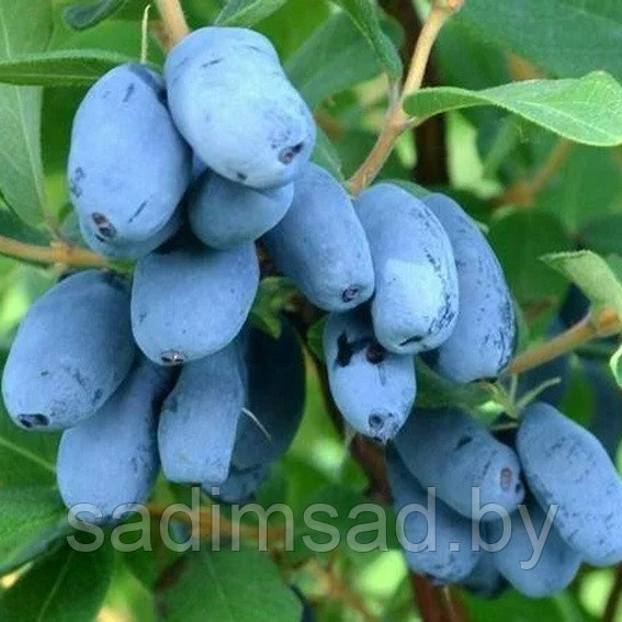 Жимолость Томи (С2)