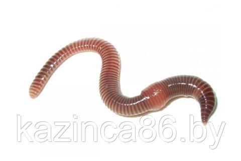 Червь дендробена №2