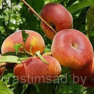 Персик инжирный Уфо-4                                (Isfroplant-4)