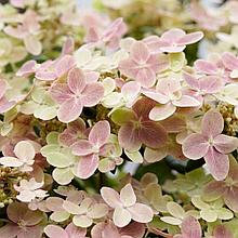 Гортензия метельчатая "Полистар" (Polestar), Р9