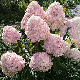 Гортензия метельчатая "Литл Блоссом" (Little Blossom), С3
