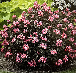 Кратковременный отпуск.