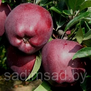 Яблоня Джеромини (Jeromine)