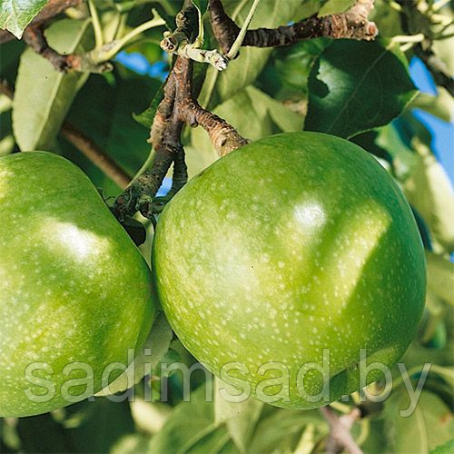 Яблоня Гранни Смит (Granny Smith)