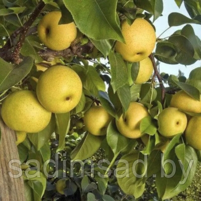 Груша Олимпик (Нэши)