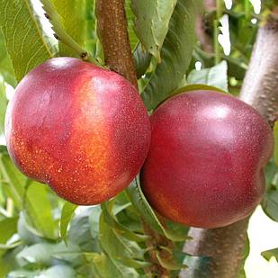 Нектарин Харблейз (Harblaze)