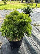 Туя Анниек 10-15 см