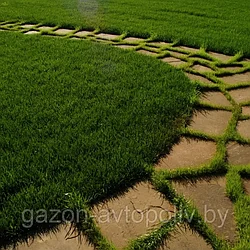 Озеленение участков: реализация ландшафтного проекта