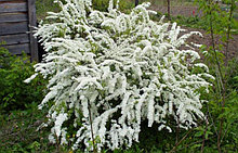 Спирея серая Грефшейм 60-80 см, С5