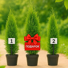 Туя западная "Смарагд" С3 (высота 50-60 см),     3 шт