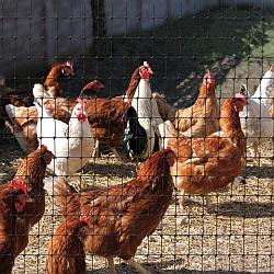 Сетка для птичников 70г/м2 (яч.22х35мм)  2х100м (Россия)