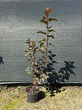 Пузыреплодник калинолистный Диабло 60-80 см С3