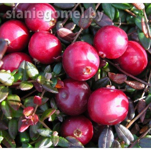 СТИВЕНС (Клюква)