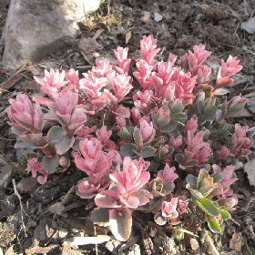 Очиток Винки