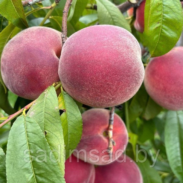 Персик Армянский