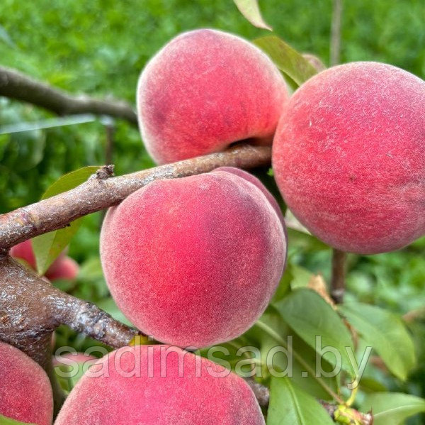 Персик Саммер Рич (Summer Rich)