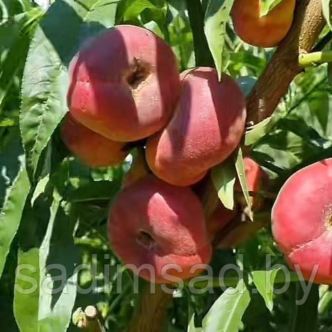 Персик Свит Ринг (Sweet Ring)