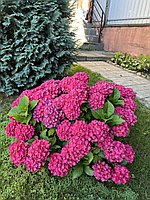 Поступление лука-севка.