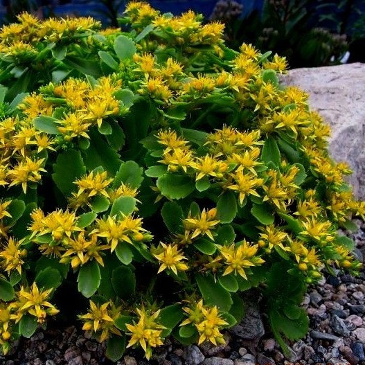 Седум камчатский "Иммергун" (Immergrun), Р9