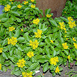 Седум камчатский "Иммергун" (Immergrun), Р9, фото 2