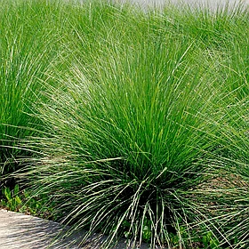 Овсяница Мейери