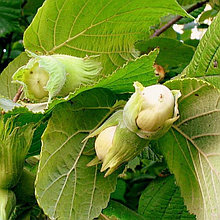 Фундук "Каталонский" (Katalonski), С2