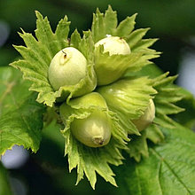 Фундук "Косфорд" (Сosford), С2