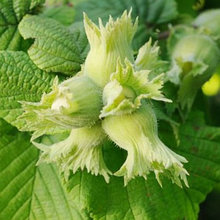 Фундук "Барселонский" (Barselonskiy), С2