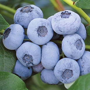 Голубика Валор