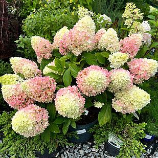 Гортензия метельчатая Little Fresco (Литл Фреско)