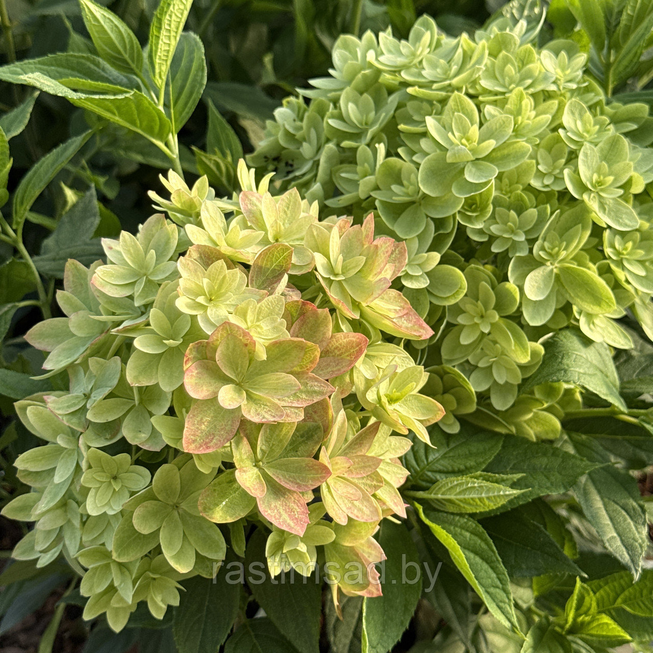 Гортензия метельчатая Мечта Лесково