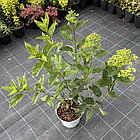 Гортензия метельчатая Мечта Лесково, фото 3