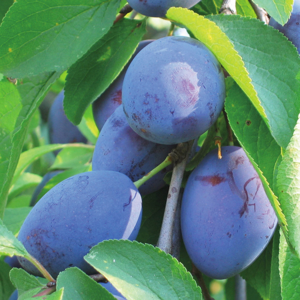 БЛЮФРИ (слива)