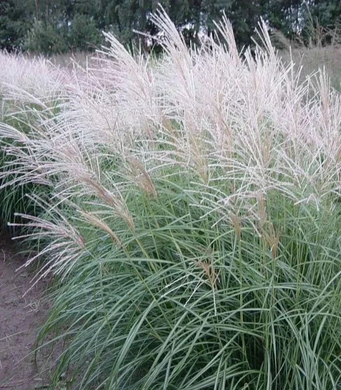 Мискантус китайский Герман Мюссель