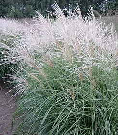 Мискантус китайский Герман Мюссель