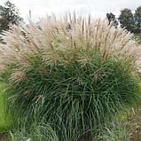 Мискантус китайский Герман Мюссель, фото 2