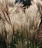 Мискантус китайский Герман Мюссель, фото 3