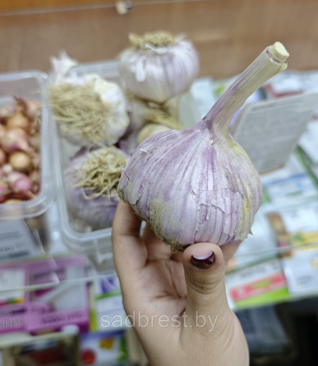 Чеснок озимый семенной Полесский Сувенир 1 кг (весовой)