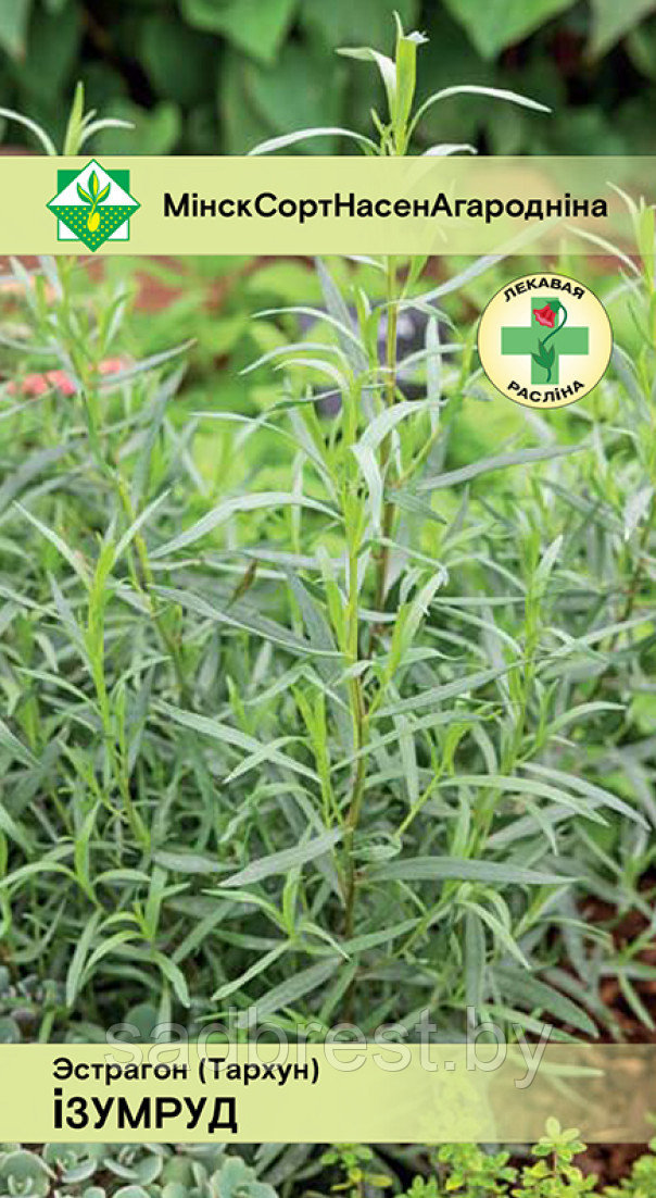 Семена Эстрагон Тархун Изумруд (0,1 гр) МССО