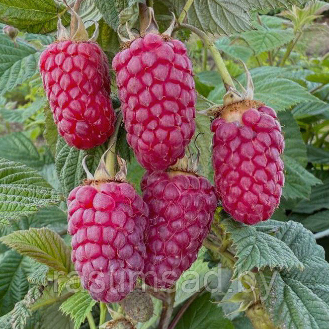 Малина Пшехиба