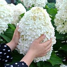 Гортензия метельчатая "Полар Бир" (Polar Bear) на штмабе, С5